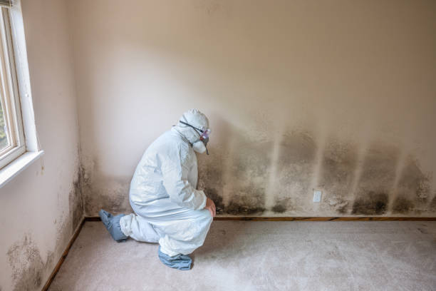 Best Mold Odor Removal Services  in Oro Valley, AZ