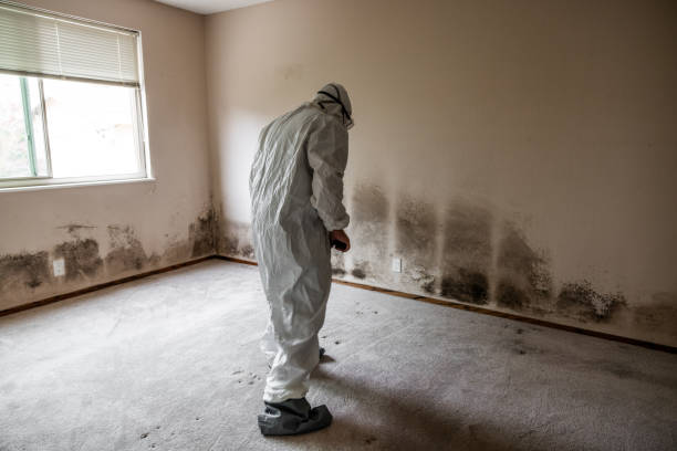 Best Mold Damage Restoration  in Oro Valley, AZ